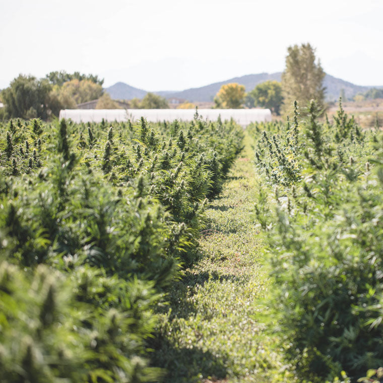 About little flower hemp company