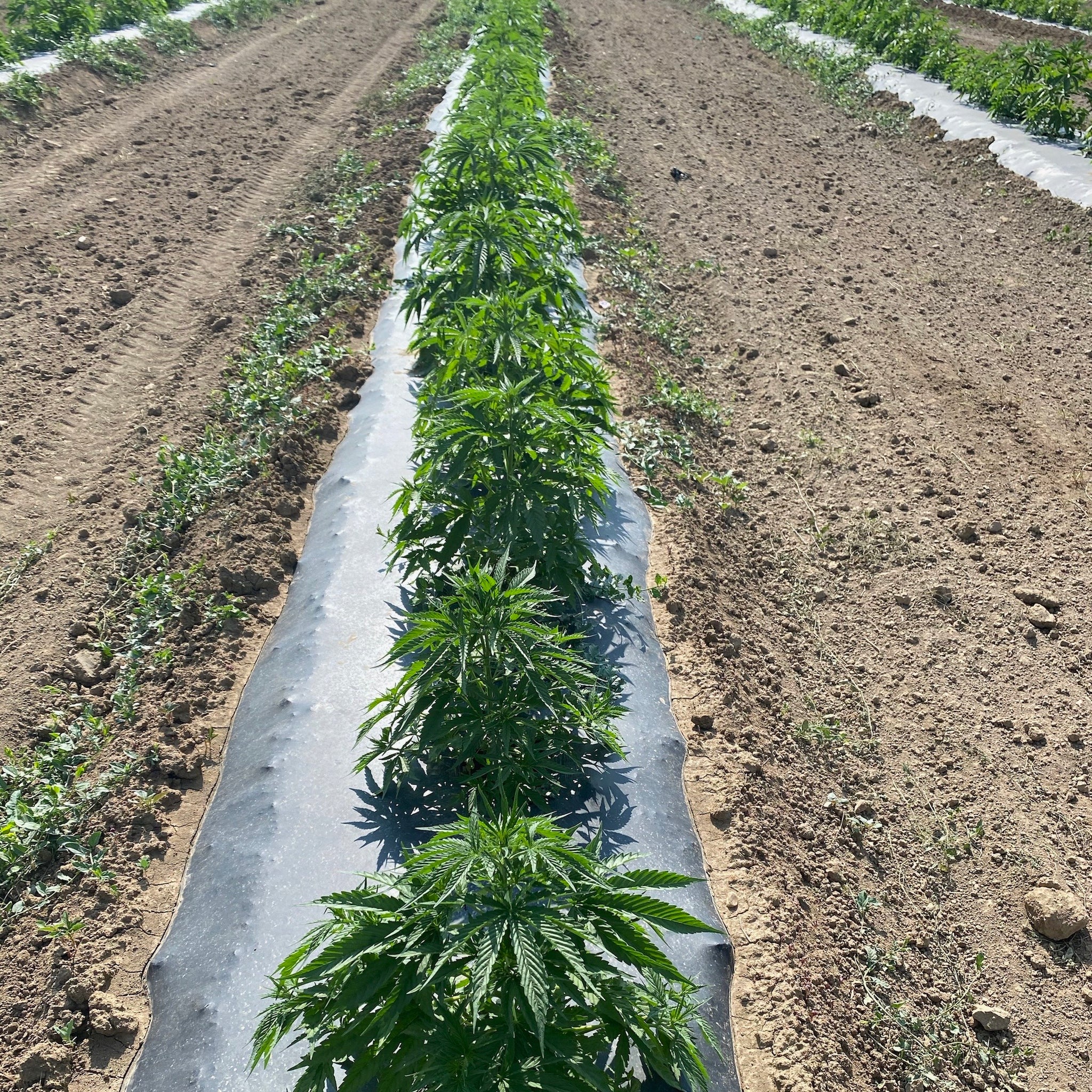 HEMP LINE little flower hemp company