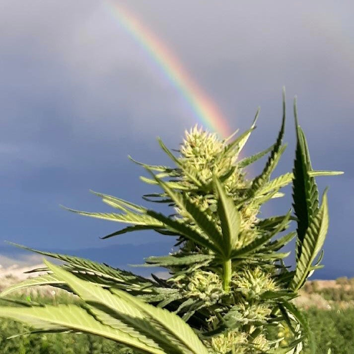 About little flower hemp company colorado